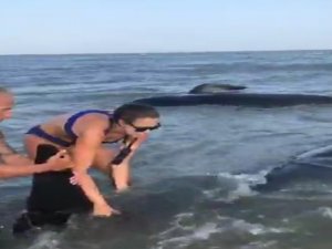 Kıyıya Vuran Balinaları Kurtarma Operasyonu