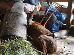 Köpeklerin Saldırısına Uğrayan Karaca Tedavi Altına Alındı