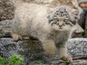 Polonya’da Nesli Tükenme Tehlikesi Bulunan 5 Pallas Kedisi Doğdu