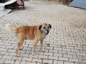 Sosyal Medyada Tepki Çeken Görüntülere Valilikten Açıklama