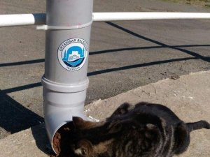 Sokak Hayvanları İçin Suluk Ve Yemlik