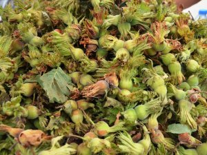 Fındığın Maliyeti 15 Tl Olarak Belirlendi