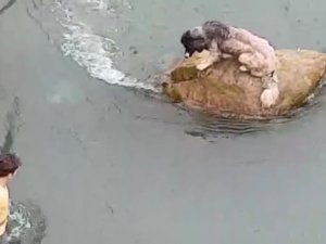 Harşit Çayı İçindeki Kayada Mahsur Kalan Köpeği Vatandaşlar Böyle Kurtardı