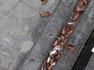 Trabzon’un En İşlek Caddesini ’Kakalaklar’ Bastı