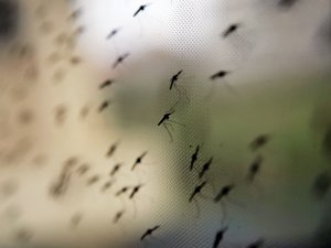 Tehlike Büyük: Yayılıyor