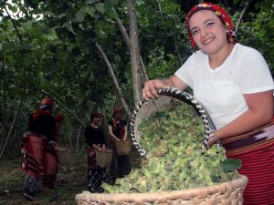 Fındık Üreticisi Hasat Öncesi Fiyat Açıklanmasını Bekliyor
