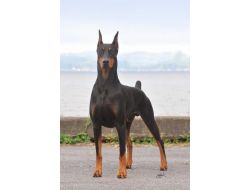 Sahibinin Kanser Olduğunu Teşhis Eden Köpek