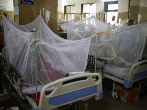 Honduras’ta 54 Kişi Dang Hummasından Öldü