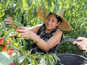 Gürcistan Devlet Başkanı Şeftali Topladı