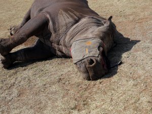 4 Milyon Dolarlık Gergedan Boynuzu Ele Geçirildi