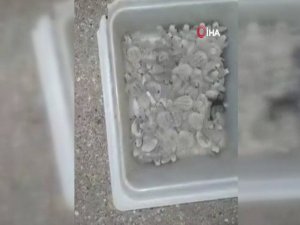 Caretta Caretta Yavrularının Kovayla Taşınmasına Tepki