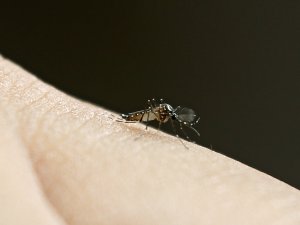Bu Sivrisinekler Ölümcül Virüs Taşıyor