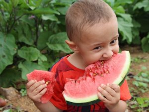 Doğu Karadeniz’in Tek Karpuz Üretim Merkezinde Hasat Başladı