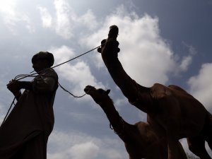 Develer Kurban İçin Görücüye Çıktı