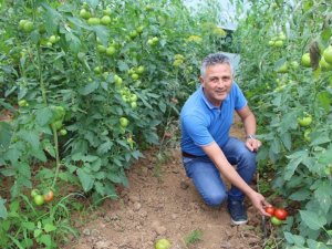 Dünyada Sebzelere Olan Talep Hızlı Bir Şekilde Artıyor