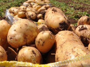 Almanya’da Patates Fiyatları Arttı