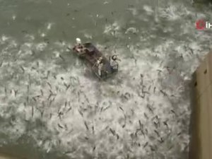 Elektroşok Verilen Yüzlerce Balık İlginç Görüntüler Oluşturdu