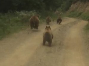 Yayla Dönüşü Önlerine Çıkan Ayı Ailesini Görünce Şaşkınlık Yaşadılar