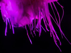 Güney Afrika’da Pembe Denizanası Görüldü