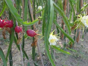 Pitahayanın Tanesi Bahçede 17, Markette 40 Lira