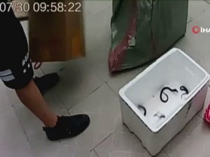 Tren İçinde Kobra Yılanı Yavruları Bulundu