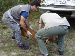 Yaralı Karaca Doğaya Salındı