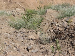 ’Süper Meyve’ Olarak Adlandırılan Aronia Bitkisi Yusufeli’nde Yetiştirilmeye Başlandı