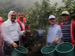 Vali Fındık Bahçesine Girdi, Beline Sepet Bağlayarak Fındık Topladı