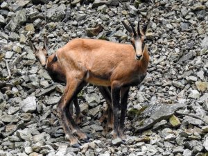 Çengel Boynuzlu Dağ Keçileri Gümüşhane’yi Mesken Tuttu
