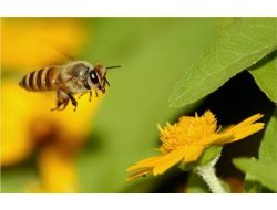 “bahar Havası Nedeniyle Arı Ölümleri Artabilir”