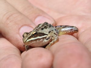Rana Tavansensis Kurbağası İçin Denizli’de Seferberlik İlan Edildi