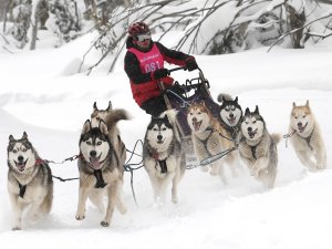 Avustralya’da 29. Köpek Kızak Yarışları