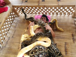 Filipinler’de Turistlere Yılan Masajı