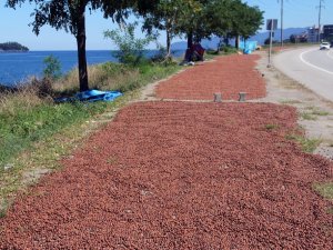 Yollar Ve Kaldırımlar Fındık Harmanı Oldu