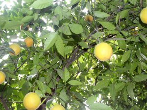 Bu Ağacı Görenler Gözlerine İnanamıyor