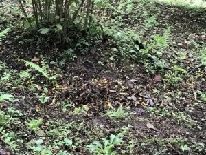 Giresun’da Dalındaki Fındıkları Çaldılar