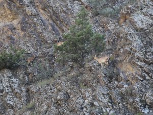 Artvin’de Yaban Keçisi Sürüsü Kameralara Yakalandı