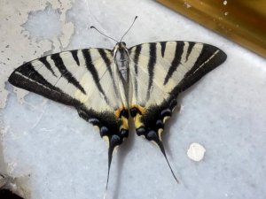 Adıyaman’da Zebra Çatal Kuyruklu Kelebek Görüldü