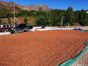 Bu İlçede Fındık Yetişmiyor, Kurutuluyor