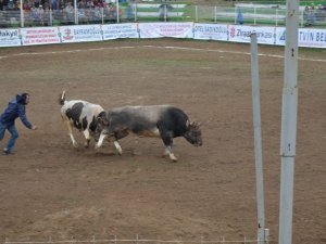 Boğaların, Türkiye Şampiyonluğu İçin Kıyasıya Mücadelesi