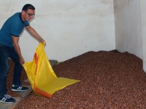 Fındık Fiyatı Haftaya Düşüşle Başladı