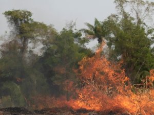 Brezilya, G7 Ülkelerinin Amazon Yangınları İçin Yardım Teklifini Reddetti
