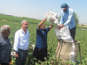Araban Ovası’nda Pamuk Hasadına Başlandı