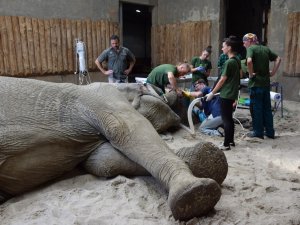 5,5 Tonluk Filin Dişi Ameliyatla Çekildi