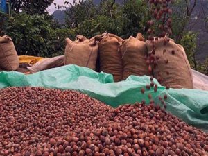 Serbest Piyasada Fındık Fiyatı Düşmeye Devam Ediyor