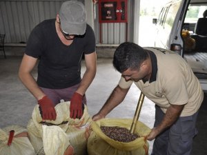 Fındık ‘Turfanda’ Dönemine Girdi, 1 Lira Geriledi