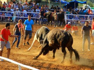 Boğalar Arenaya Sığmadı
