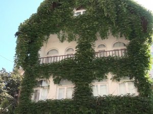 4 Katlı Bina Sarmaşıkla Kaplanınca Bir Anda İlgi Odağı Haline Geldi