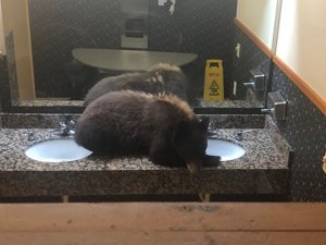 Otele Giren Sevimli Ayı, Yoğun Uğraşlar Sonucu Çıkartıldı