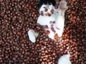 Fındık Banyosu Yapan Kedinin Görüntüsü Sosyal Medyada Büyük İlgi Gördü